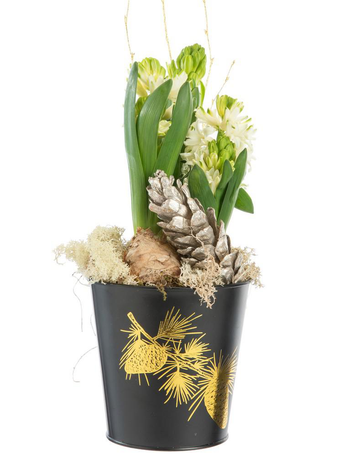 Visuel 1 du produit Jacinthe x 3 pot zinc noir - Ø 13 cm