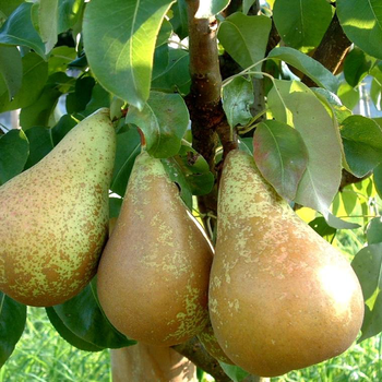 Visuel 1 du produit Poirier Nain Fruit Me® Pear Me Conference. La jardinière de 30 litres