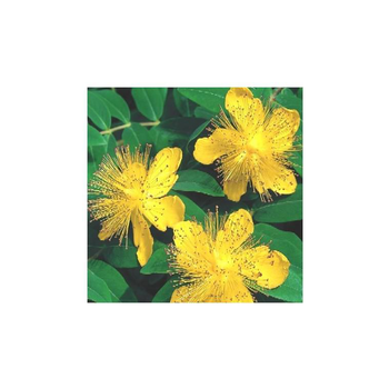 Visuel 1 du produit Hypericum Calycinum - La barquette de 6 plants