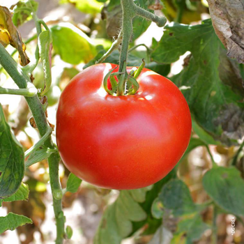 Visuel 1 du produit Tomate ronde Pyros bio. La barquette de 3 plants