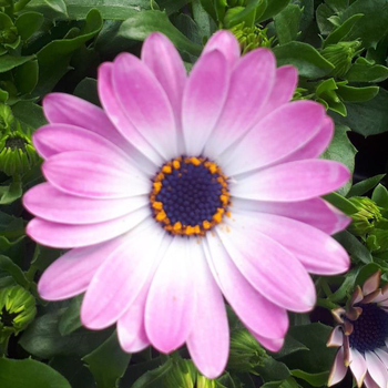 Visuel 1 du produit Osteospermum - La jardinière de 50 cm
