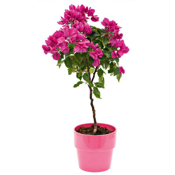 Visuel 1 du produit Bougainvillée Véra Tige - Avec cache pot