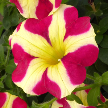 Visuel 1 du produit Pétunia Erigé - Le pot de 9 x 9 cm