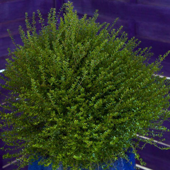 Visuel 1 du produit Lonicera Nitida Scoop ou Chèvrefeuille en pot de 4 L