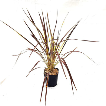 Visuel 1 du produit Cordyline Australis Electric Flash marron en pot de 3 L