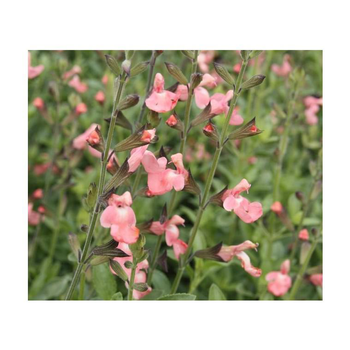 Visuel 1 du produit salvia x jamensis 'Ribambelle' - Le pot de 3 litres