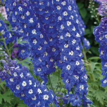 Visuel 1 du produit Pied D'Alouette Bleu Foncé - Le pot de 9 x 9 cm