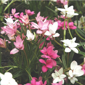 Visuel 1 du produit Rhodohypoxis - Le pot de 1 litre