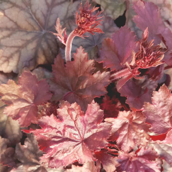 Visuel 1 du produit Heuchère ou Désespoir du peintre varié à fleurs multicolores - Le pot Ø 10,5 cm