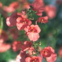 Visuel 1 du produit Diascia - Le pot de 10.5 cm