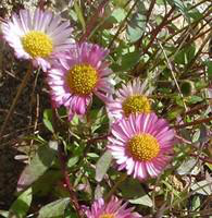 Visuel 1 du produit Erigeron Karvinskianus - Le pot de 10,5 cm