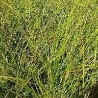 Visuel 1 du produit Carex Testacea - Le pot de 2 litres