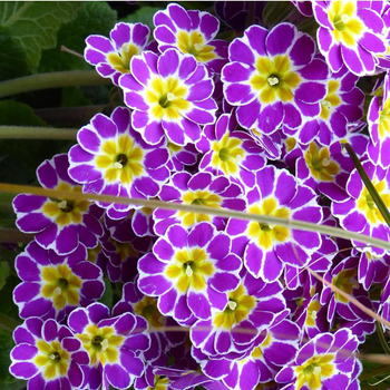 Visuel 1 du produit Primevère des jardins - La barquette de 6 plants