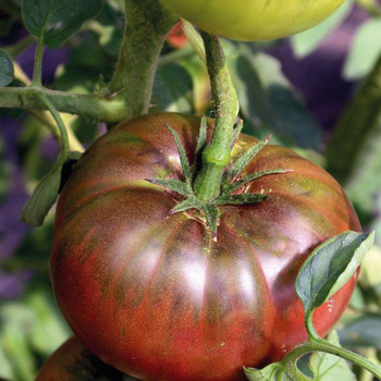 Visuel 1 du produit Tomate côtelée Noire de Crimée bio. Le pot compostable de 10.5 cm