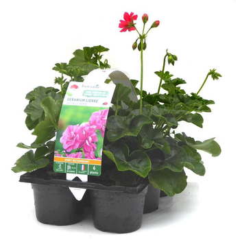 Visuel 1 du produit Géranium lierre double rose - Le pack de 6 plants