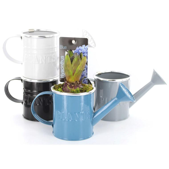 Visuel 1 du produit Jacinthe en pot déco de 18 cm