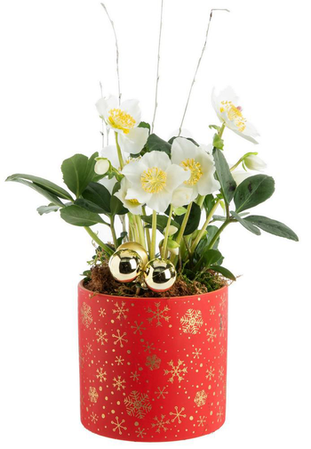 Visuel 1 du produit Hellébore pot rouge étoile - Ø 13,5 cm