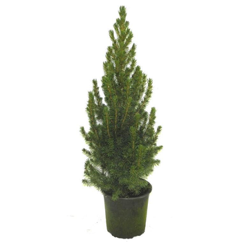 Visuel 1 du produit Picea Glauca Conica - Le pot