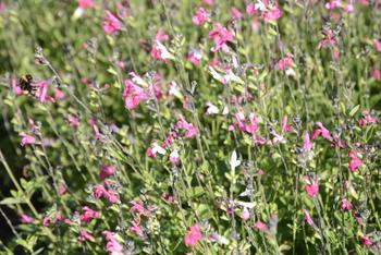 Visuel 1 du produit Sauge arbustive PINK LIPS - Le pot de 2 litres