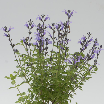 Visuel 1 du produit Sauge Arbustive 'So Cool Pale Blue' - Le pot de 2 litres