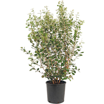 Visuel 1 du produit Goyavier Feijoa Sellowiana en pot de 30 L