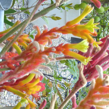 Visuel 1 du produit Anigozanthos X Fire (Orange) - Le pot de 4 litres