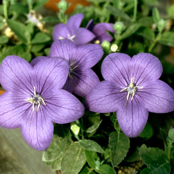 Visuel 1 du produit Platycodon Grandiflorus bleu. Le pot de 5 litres