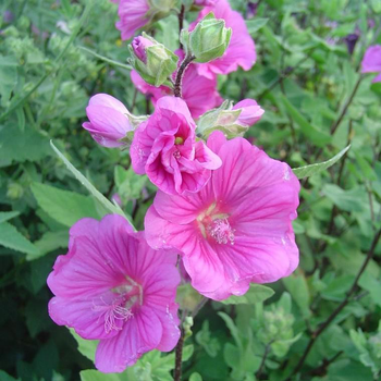 Visuel 1 du produit Lavatera - Le pot de 4 litres