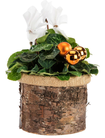 Visuel 1 du produit Mini cyclamen pot rond effet bouleau - Ø 12 cm