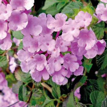 Visuel 1 du produit Lantana Sellowiana à fleurs roses - Le pot carré bleu de 2,5 litres