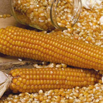 Visuel 1 du produit Maïs Doux Golden Bantam Bio. Le pot de 1 litre