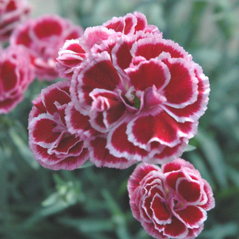 Visuel 1 du produit Dianthus Mondrian - Le pot de 4,5 litres