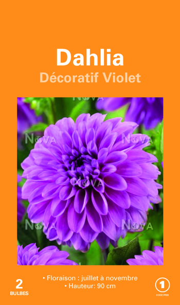 Visuel 1 du produit Bulbes de fleurs Dahlia décoratif violet botanic® – 2 bulbes