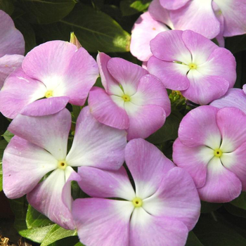 Visuel 1 du produit Pervenche de Madagascar - Le pot de Ø 19 cm