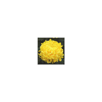Visuel 1 du produit Chrysanthème grosses fleurs - La coupe de 25-30 cm
