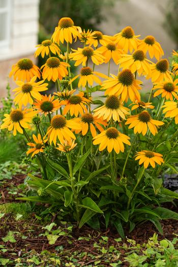 Visuel 1 du produit Echinacea ARTISAN YELLOW OMBRE - Le pot de 2 litres