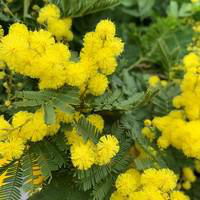 Visuel 1 du produit Mimosa marcotte (Acacia Dealbata) tuteur. Le pot de 3 litres