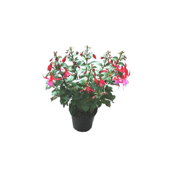 Visuel 1 du produit Fuchsia érigé - Le pot de 1 litre