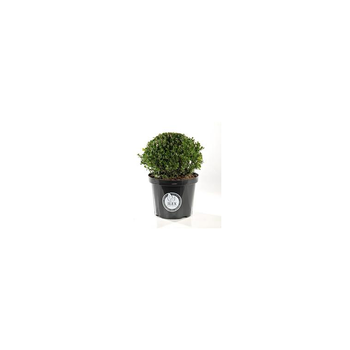 Visuel 1 du produit Ilex Crenata Dark Green 60/80 cm en pot de 10 L