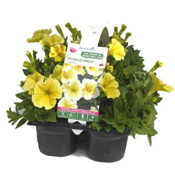Visuel 1 du produit Pétunia retombant jaune - Le pack de 6 plants