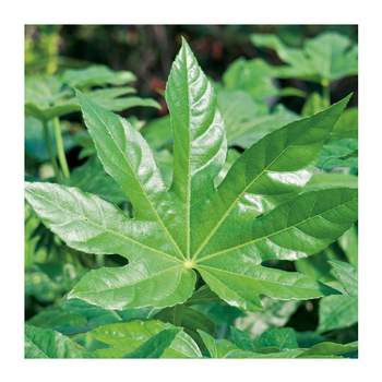 Visuel 1 du produit Aralia (FATSIA JAPONICA) Le pot de 10 litres