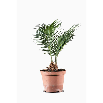 Visuel 1 du produit Cycas Revoluta ou faux palmier vert en pot de 1 L