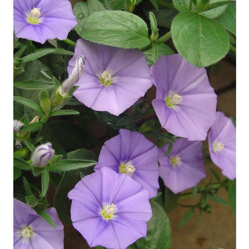 Visuel 1 du produit Liseron de Mauritanie - La suspension diam 27 cm