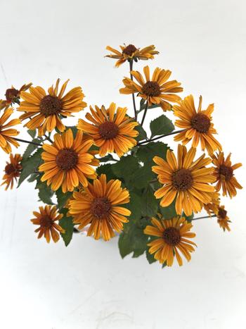 Visuel 1 du produit Héliopsis SOLE D’AMORE - Le pot de 2 litres