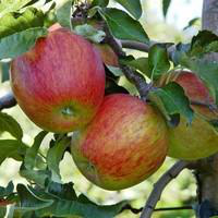 Visuel 1 du produit Pommier Elstar coloris rouge - 35 L