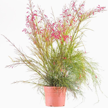 Visuel 1 du produit Russelia Equisetiformis - Le pot de 2,5 litres