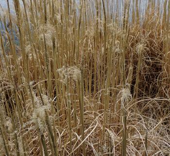 Visuel 1 du produit Miscanthus sinensis Gracillimus vert botanic®. Le pot de 3,5 litres