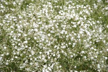 Visuel 1 du produit Gypsophile ‘White Festival’ - Le pot de 2 litres