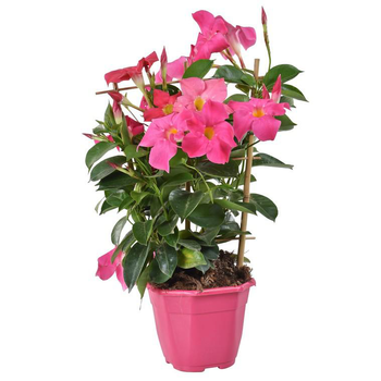 Visuel 1 du produit Dipladénia palissé coloris variés. Le pot de 1 litre