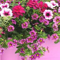 Visuel 1 du produit Suspension anglaise - La suspension de 30 cm